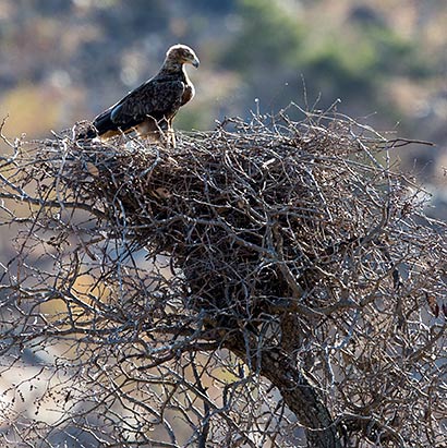 Tawny Eagle at nest